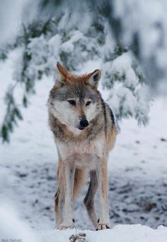 Arctic Wolf with Blue Eyes | Arctic Wolf | quilts and sewing