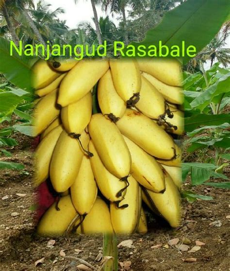 Nanjangudu Rasabale Tissue Culture Banana Plant At Rs 32 Piece In