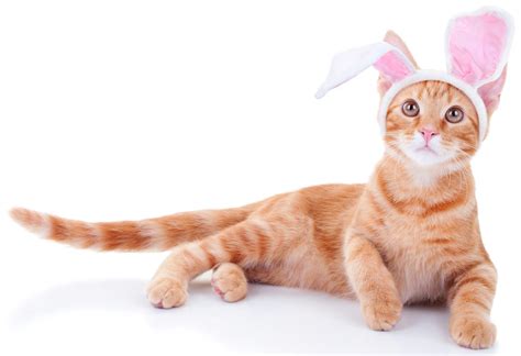 Easter Cats By Soran L On Everyday Is Caturday Love Your Pet Pet Holiday