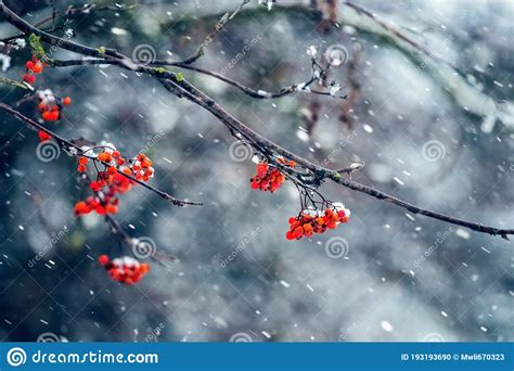 Red Berries Of Mountain Ash On A Tree During A Snowfall Stock Photo