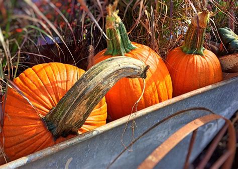 Fall Autumn Pumpkins · Free Photo On Pixabay
