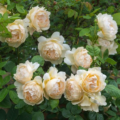 Check spelling or type a new query. Wollerton Old Hall - 12 ft; climber | Climbing roses