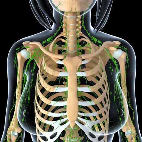 Female Lymphatic System With Skeleton X Ray Royalty Free Stock Image