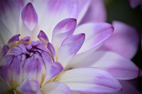 Close Up Photography Of Purple And White Chrysanthemum Flower Dahlia