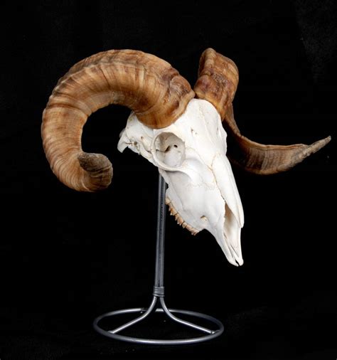 Rams Skull By Emilyhannah Ltd