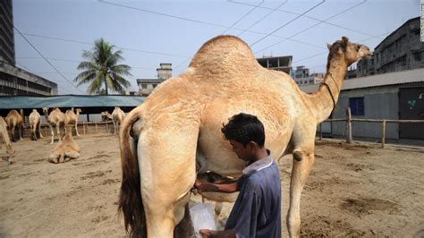 How a Saudi entrepreneur and Amish farmers are bringing camel milk to