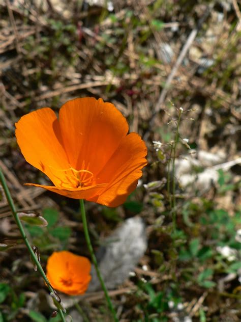 Spring Wildflower Identification In The Merced River Canyon Beaut