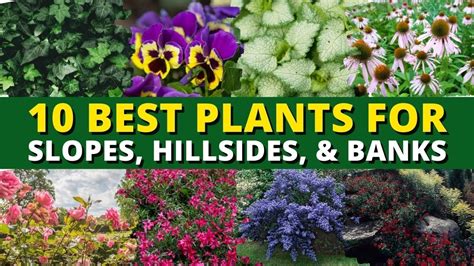 10 Best Plants For Slopes Hillsides And Banks In Your Garden 🍃🌿 Garden