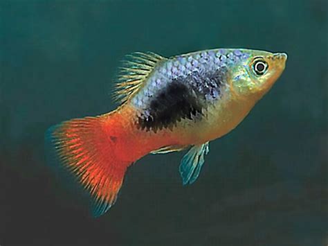 Tuxedo Blue Coral Platy Price 057 Gbp Worldwide Shipping