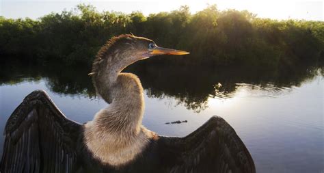 Stand Up For Everglades Birds And Wildlife Help Make Cepp A Reality