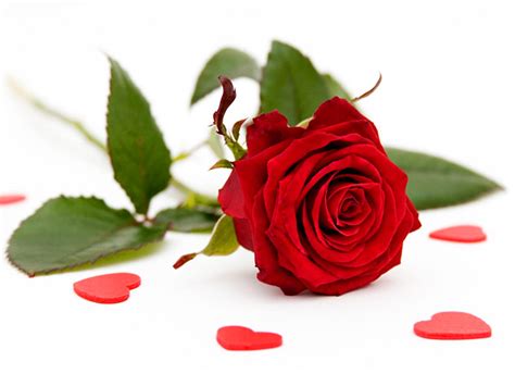 Beautiful Red Rose Photo Colors Photo 34511937 Fanpop