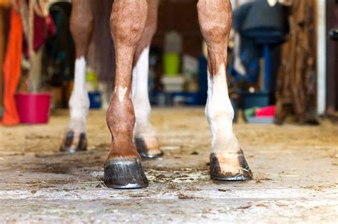 How To Shoe A Horse With Navicular How To Guide
