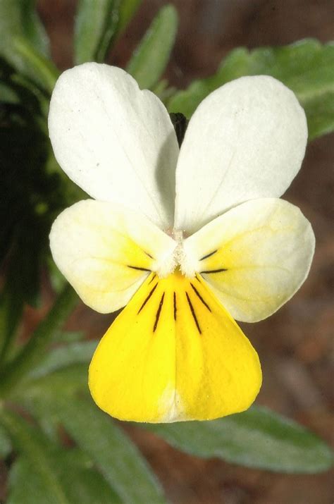 Viola Tricolor Violaceae Image 22167 At