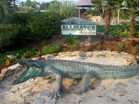 North Myrtle Beach South Carolina Alligator Adventure Photo Picture