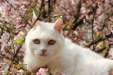Кот в цветах сакуры. Фото | Белые кошки, Кот, Кошки