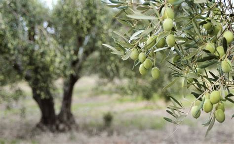 How To Grown An Olive Tree Top Tips