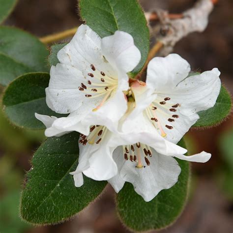 We did not find results for: Rhododendron 'Lucy Lou' | Beautiful flowers, Garden design ...