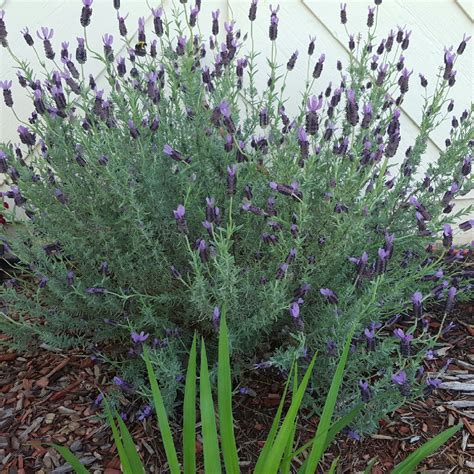 Lavandula Stoechas Anouk Tree Lavender Plant