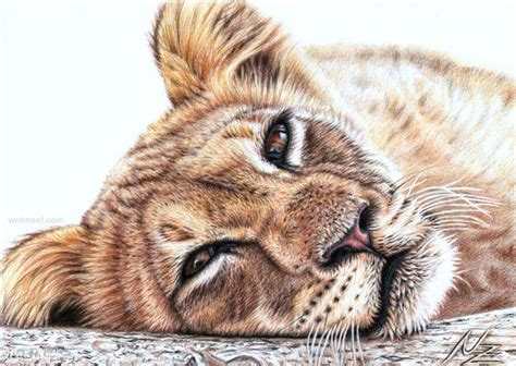 Animal Drawing Tiger Nicolezeug 14 Full Image
