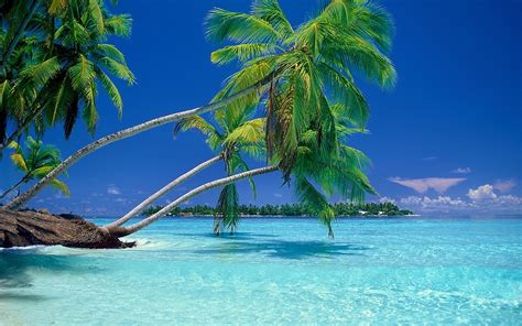 Tropical Beach With Palm Tree Wallpapers Hd Densus Wallpapers