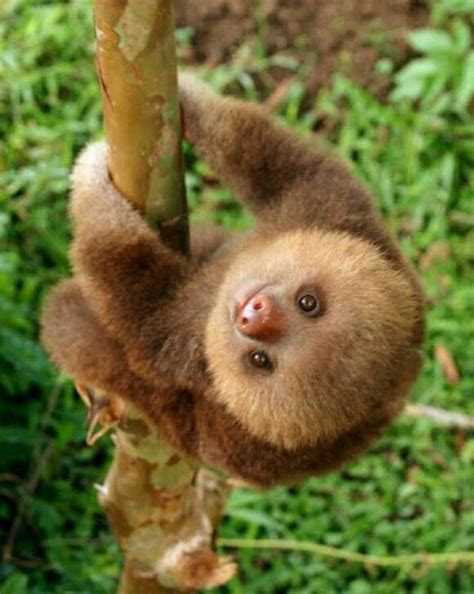 126 Best Slothomania Images On Pinterest Sloths Animal