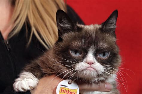 Grumpy Cat Has Died The Internet Famous Feline With The Perpetually