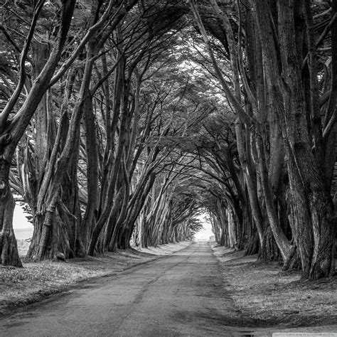 Country Road Aligned Trees Black And White Ultra Hd