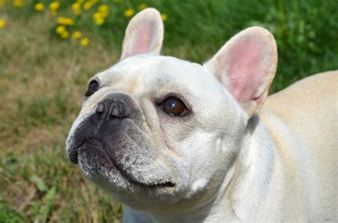With our health guarantee you ensured peace of mind having. Maggie | Amberbull French Bulldogs Vancouver, BC