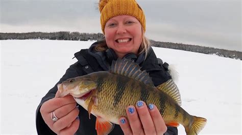 Discovering Perch Fishing Lake Gogebic Michigan Sportsman Online
