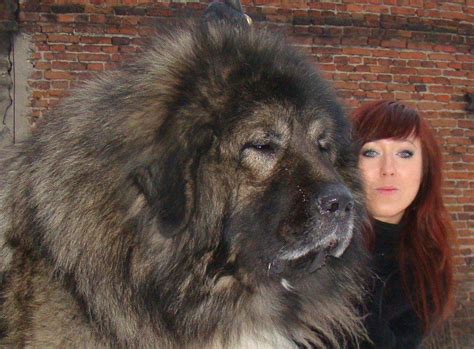 Russian Bear Hunting Dogs Immigrate To Us Caucasian Dog