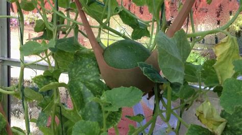 Growing Melons Vertically In A Greenhouse Youtube