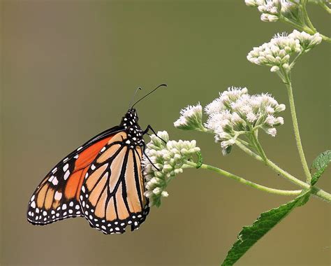 Lovely Monarch Butterfly Photograph By David Byron Keener Fine Art