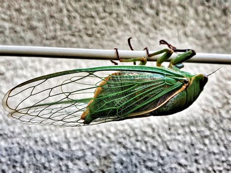 Free Stock Photo Of Cicada Cicada Hatchling Green Insect