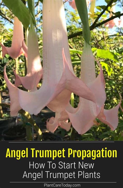 Propagating Angel Trumpets How To Start New Brugmansia Plants