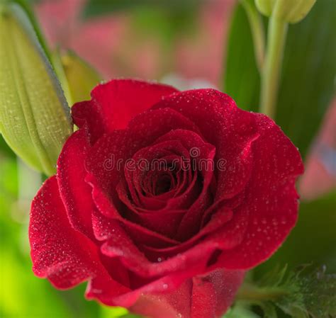Close Up Of A Bright Red Rose With Dew Drops Macro Image Stock Image