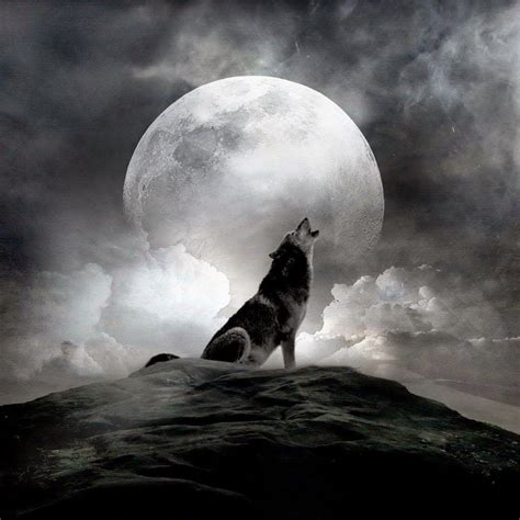 Howling Wolf Wallpapers Top Những Hình Ảnh Đẹp