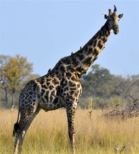 Filesouth African Giraffe Bull Wikimedia Commons