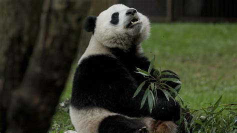 The Giant Panda Who Successfully Faked A Pregnancy To Receive Special Treatment 247 News