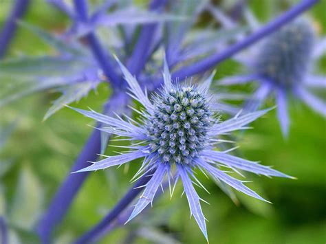 How to grow eryngiums, or sea hollies