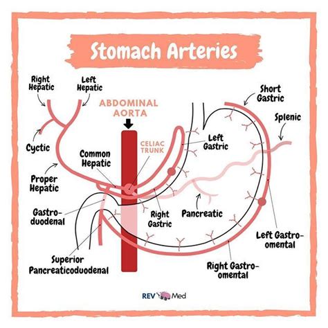 Stomach Arteries Gi Stomach Abdominal Aorta Medicine Notes