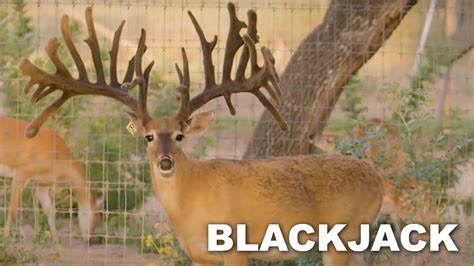 The Most Valuable Whitetail On The Planet At Blackjack Whitetails