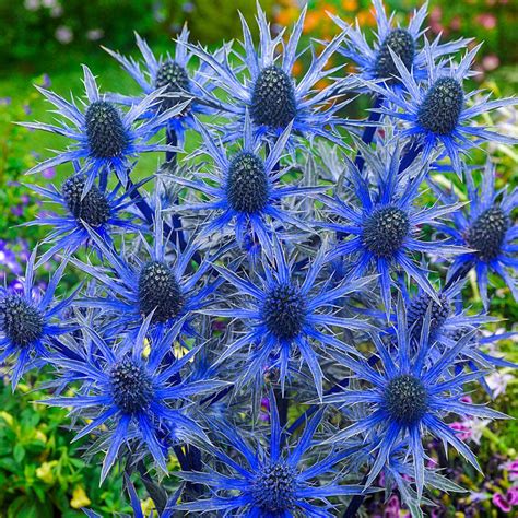 Maritimum) that has spiny leaves and pale blue flowers and was formerly used as an aphrodisiac … Big Blue Sea Holly | Breck's