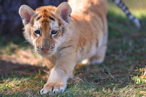 Strawberry Tiger Cub Aka Golden Tiger Cub Aww