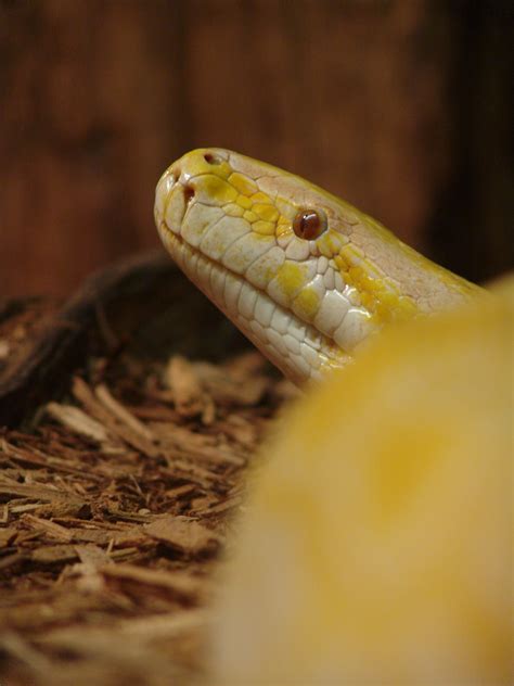 Burmese Python Python Molurus Bivittatus Albino Image Only