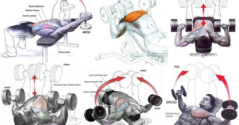 Get Upper Chest Dumbbell Workouts Images