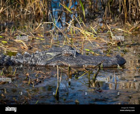 Alligator In A Swamp Stock Photo Alamy
