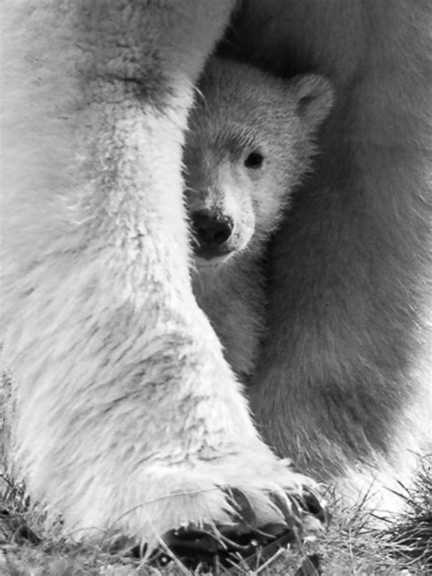 Pin On Polar Bears