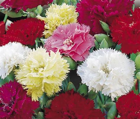 50 Carnation Chabaud Mix Flower Seeds Seeds And Bulbs