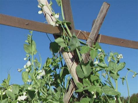 How To Build A Trellis For Growing Peas How Tos Diy