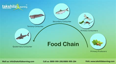 Easy Picture Of Food Chain Picture Of